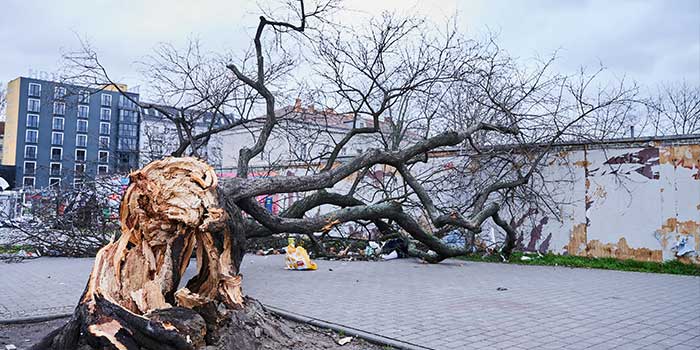 Sturm ZEYNEP warf in Berlin einige Bäume um. 