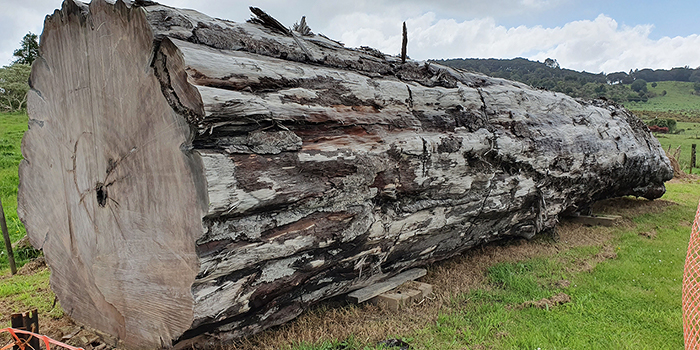 Kauri-Baum (Foto: Nelson Parker)