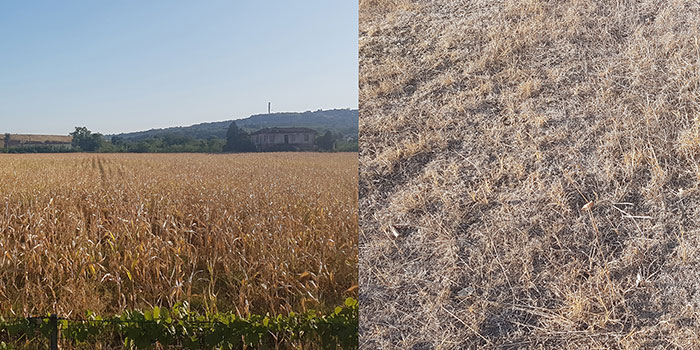Vertrocknete Maisfelder und Wiesen in Legurien