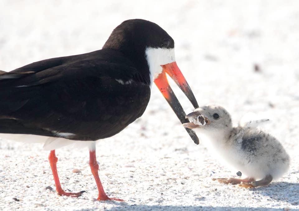 Ein Vogel füttert sein Junges mit giftigem Abfall