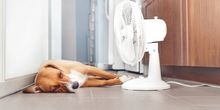 16 Tage: Ende der Hundstage = Ende der Hitzewelle?