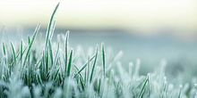 Hier droht erneut Bodenfrost