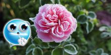 Absturz! Nach der Hitze droht Bodenfrost