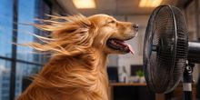 Bis zu 30 Grad! Sommer wagt den nächsten Anlauf