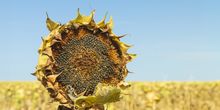 16 Tage: Hier bleibt Trockenheit ein Problem