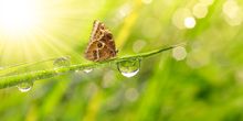 16 Tage: Nach dem ergiebigen Regen in den Sommer?