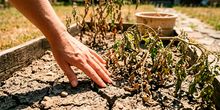 Extremer Wassermangel! Das Warten auf Regen