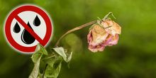 Deutschland trocknet weiter aus