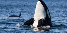 Spanien: Mysteriöse Orca-Attacken auf Boote