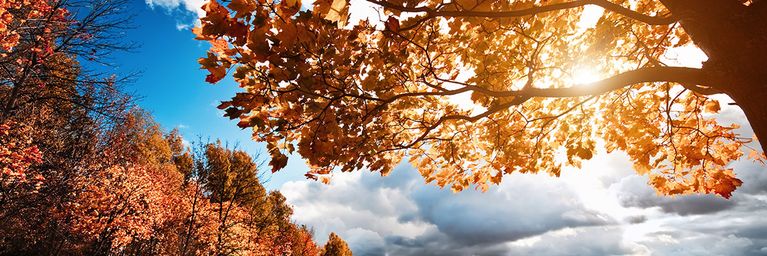 wetter.com Zwischen Herbst und Altweibersommer Zwischen Herbst und Altweibersommer