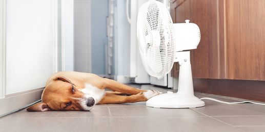 16 Tage: Ende der Hundstage = Ende der Hitzewelle?