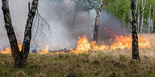 Dürredrama! Nächste Hitzewelle befeuert Waldbrandgefahr
