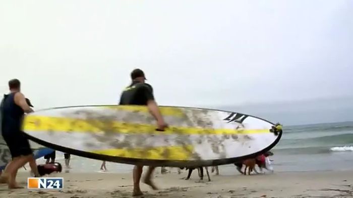 Bester Surf-Hund gesucht