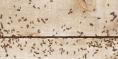 Kreide, Thymian, Zitrone: Was Ameisen vertreibt