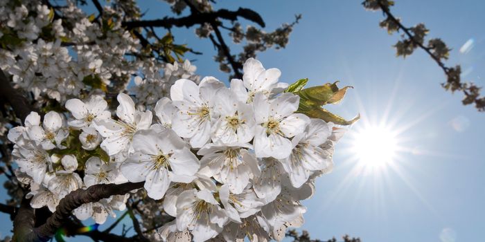 Der April - im letzten Jahr schon sommerlich | wetter.com