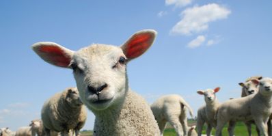 Schafskalte Kommt Aber Zu Fruh Wetter Com