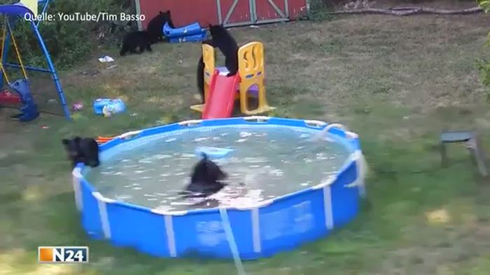 Sechs Bären amüsieren sich am Pool