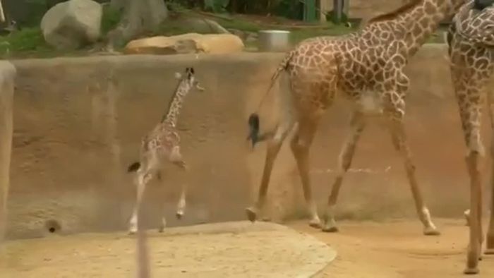 Zauberhafter Nachwuchs: Giraffen-Kalb im Zoo von LA