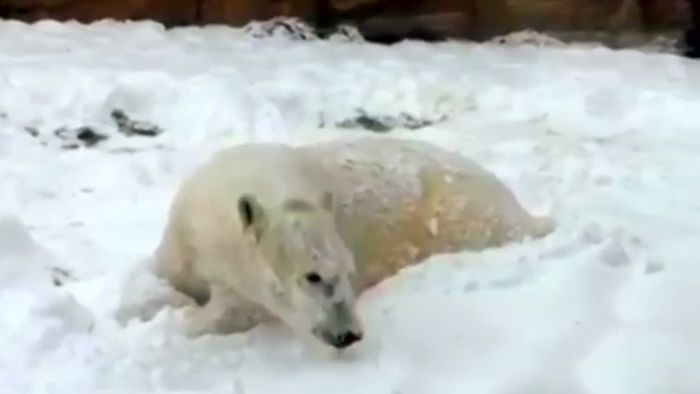 Wintereinbruch: Eisbär tollt im ersten Schnee