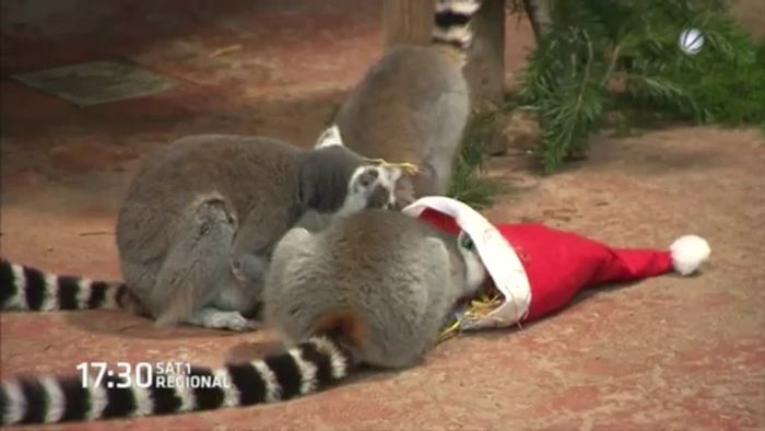 Nikolaus bei Hagenbeck