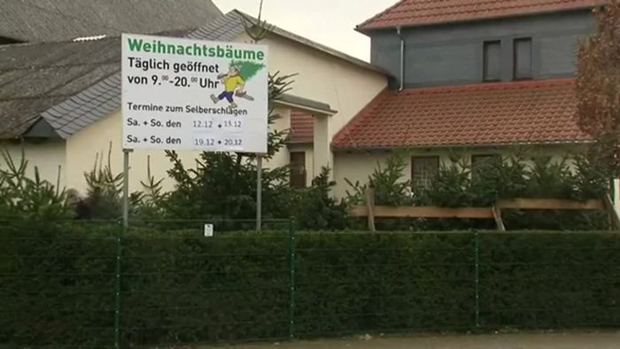 Trend - Weihnachtsbaum selber fällen