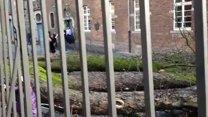 Sturm entwurzelt massiven Baum in Düsseldorfs Innenstadt Sturm entwurzelt massiven Baum in Düsseldorfs Innenstadt