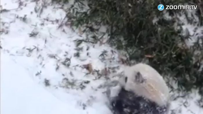 Winterspaß: Pandas rollen und trollen im Schnee