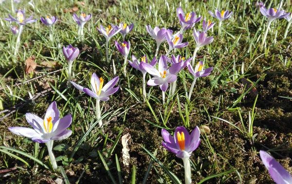 Ein Hauch von Frühling im Januar