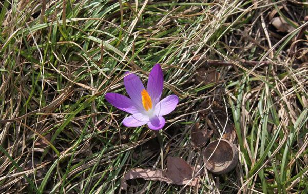 Ein Hauch von Frühling im Januar