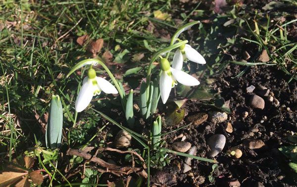 Ein Hauch von Frühling im Januar