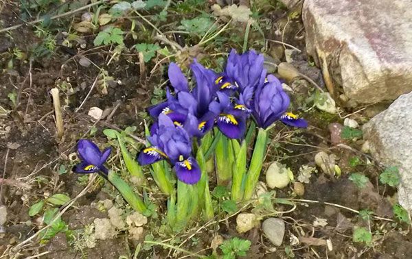 Ein Hauch von Frühling im Januar