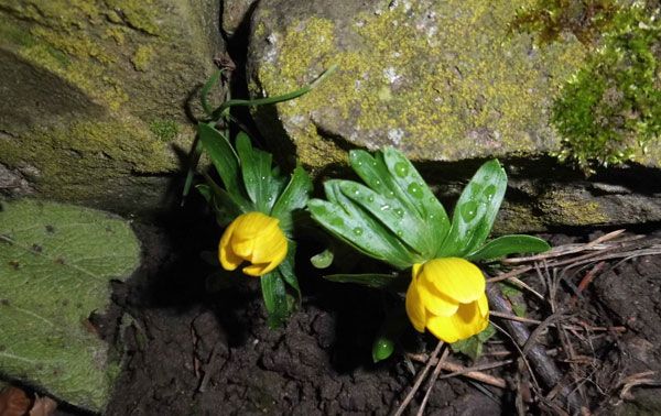 Ein Hauch von Frühling im Januar