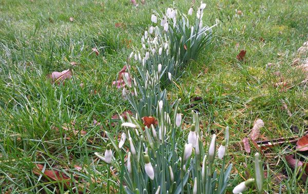 Ein Hauch von Frühling im Januar