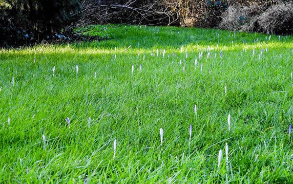Ein Hauch von Frühling im Januar