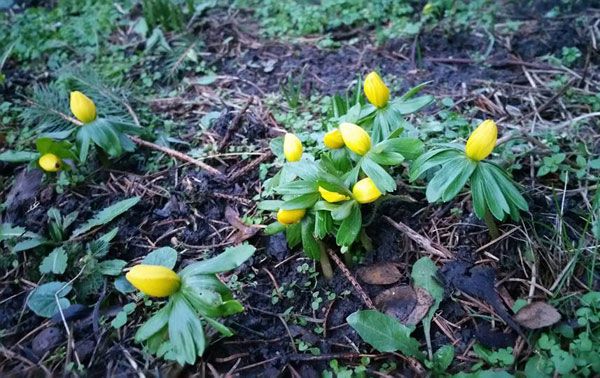 Ein Hauch von Frühling im Januar
