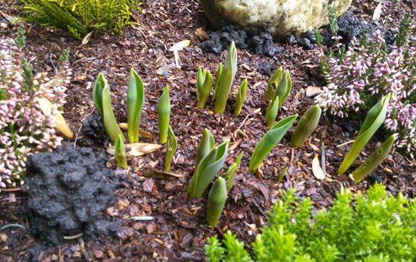 Ein Hauch von Frühling im Januar