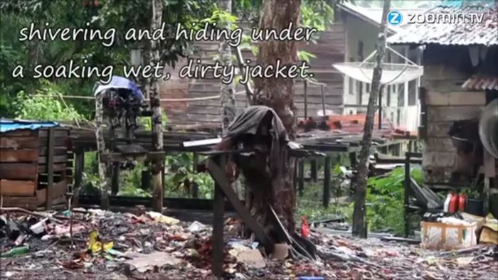 2 Jahre in Ketten: Tierschützer retten Orang-Utan