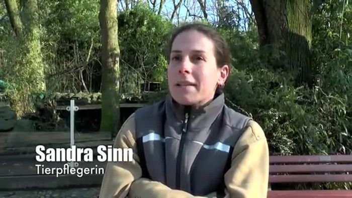 Roter Panda-Neuzugang im Duisburger Zoo