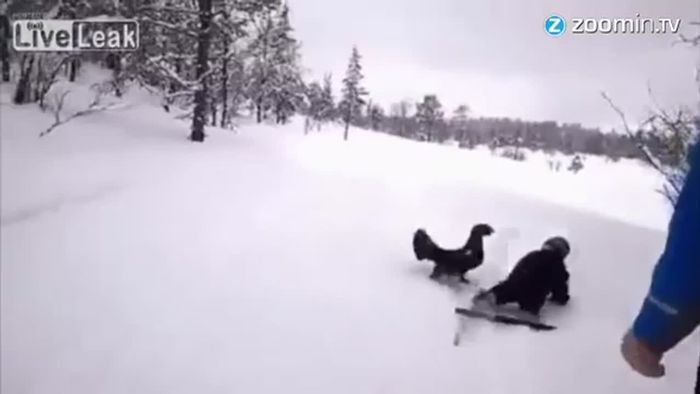 Attacke im Schnee: Auerhahn greift Skifahrer an