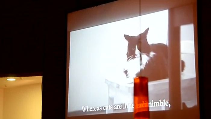 Maus boxt Katze - Gewinnerclip beim Katzenvideofestival