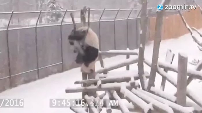 Lustiger Tollpatsch: Panda zeigt Vorwärtsrolle