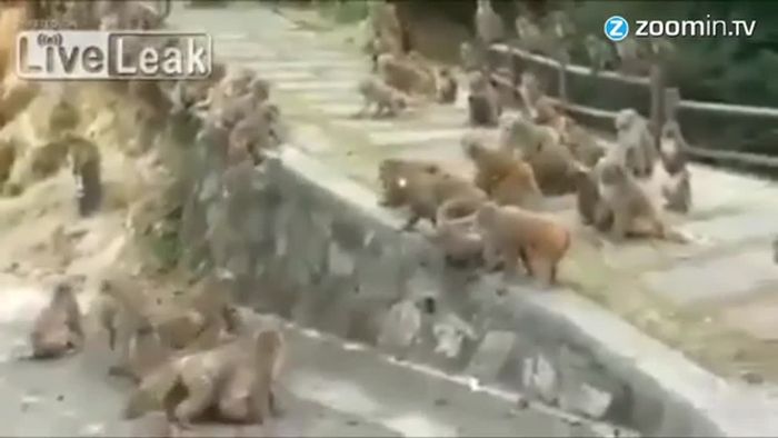 Affen liefern sich Straßenschlacht