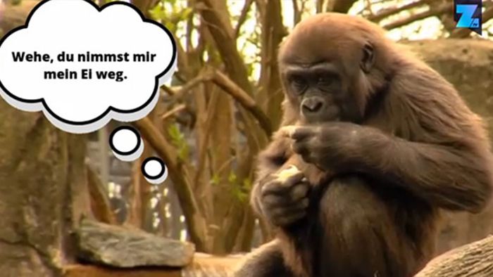 Bunte Ostern im Zoo: Gorillas suchen Oster-Leckereien