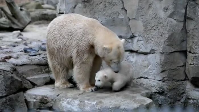 Große Show für Bremerhavener Eisbärbaby