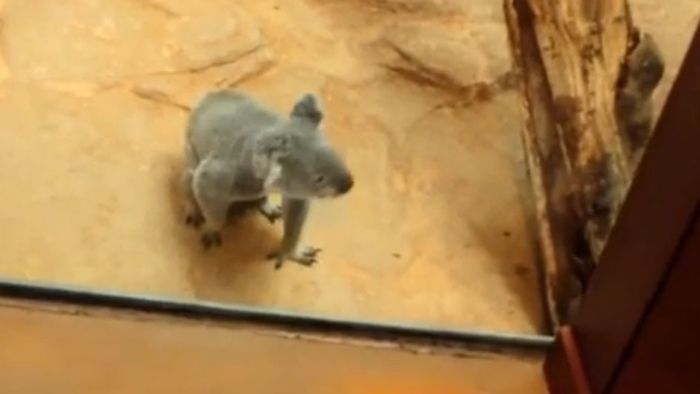 Oobi-Ooobi: Koala auf Erkundungstour