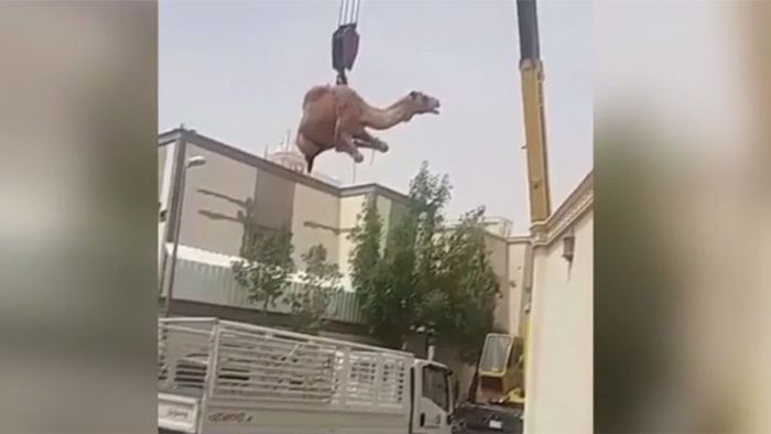 Ups! Kamel verschwindet auf Dach