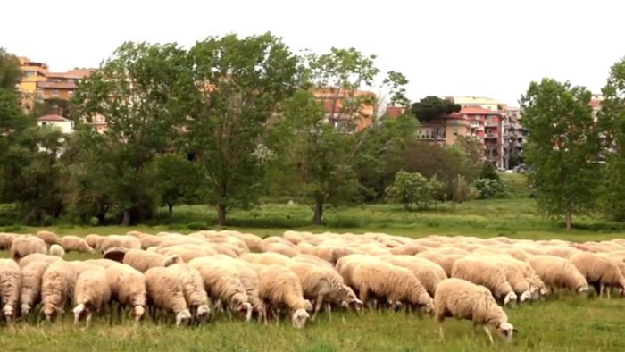 Absoluter Kult: Die Schafe im Stadtkern von Rom