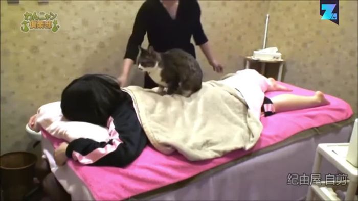 Auf sanften Pfoten: Massage-Katze in China