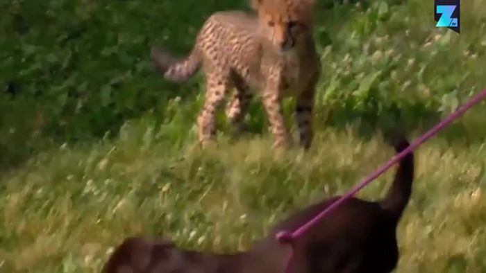 Kuriose Bande: Hund und Gepard sind dicke Freunde
