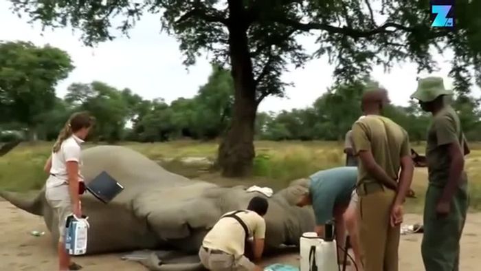 Kugel im Kopf: Elefant überlebt Wilderer-Attacke
